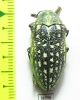 Julodis consobrina  Iran, Busher prov. - INSECTS-STORE.RU