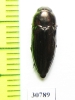 Sphenoptera sp.  Morocco - INSECTS-STORE.RU