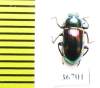 Tenebrionidae sp.  Malaysia, Borneo - INSECTS-STORE.RU