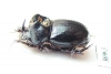 Orphninae sp.  Zambia - INSECTS-STORE.RU