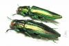 Iridotaenia tonkinea  Laos - INSECTS-STORE.RU
