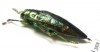 Buprestidae sp.  Indonesia, Buru isl. - INSECTS-STORE.RU