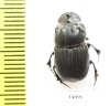 Copris sp.  Ecuador - INSECTS-STORE.RU