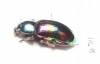 Tenebrionidae sp.  Malaysia, Borneo - INSECTS-STORE.RU