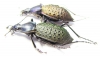 Carabus (Coptolabrus) formosus brockmanni, pair  China - INSECTS-STORE.RU