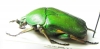 Trigonophorus politus  China, Sichuan prov. - INSECTS-STORE.RU