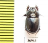 Orphninae sp.  Zambia - INSECTS-STORE.RU