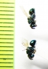 Ichneumonoidea sp.  Russia, Far East - INSECTS-STORE.RU