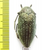Julodis ehrenbergi  Cyprus - INSECTS-STORE.RU
