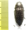 Lampetis persica  Iran, Sistan prov. - INSECTS-STORE.RU