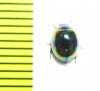Tenebrionidae sp.  Malaysia, Borneo - INSECTS-STORE.RU