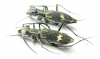 Cicindelinae sp., pair  Zambia - INSECTS-STORE.RU