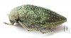 Julodis ehrenbergi  Cyprus - INSECTS-STORE.RU