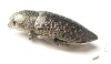 Lampetis persica  Iran, Sistan prov. - INSECTS-STORE.RU