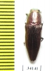 Sphenoptera sp.  Uzbekistan - INSECTS-STORE.RU