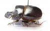 Catharsius sp.  Gabon - INSECTS-STORE.RU