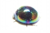 Tenebrionidae sp.  Malaysia, Borneo - INSECTS-STORE.RU