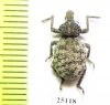 Brachyceridae sp.4  South Africa Rep. - INSECTS-STORE.RU