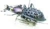 Carabus (Coptolabrus) pustulifer pratti  China - INSECTS-STORE.RU