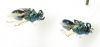 Ichneumonoidea sp.  Russia, Far East - INSECTS-STORE.RU