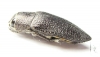 Lampetis svobodai  Oman - INSECTS-STORE.RU