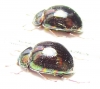 Tenebrionidae sp.  Malaysia, Borneo - INSECTS-STORE.RU