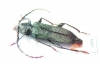 Ropalopus lederi, female  Russia, Krasnodar reg. - INSECTS-STORE.RU
