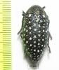 Julodis euphratica ? karelini  Iran, Sistan prov. - INSECTS-STORE.RU