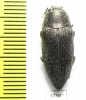 Lampetis svobodai  Oman - INSECTS-STORE.RU