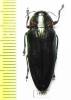 Belionota sp.  Indonesia, Buru isl. - INSECTS-STORE.RU