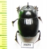 Copris sp.  Namibia - INSECTS-STORE.RU