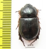 Syrictes sp.  Namibia - INSECTS-STORE.RU