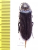 Cephalodendron sp.  Madagascar 25mm - INSECTS-STORE.RU