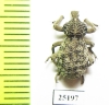 Brachyceridae sp.4  South Africa Rep. - INSECTS-STORE.RU
