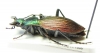 Ceroglossus sp.  Chile - INSECTS-STORE.RU
