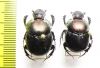 Diastellopalpus tridens  Cote d'Ivoire - INSECTS-STORE.RU