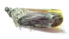 Homoptera sp.  Ecuador - INSECTS-STORE.RU
