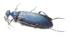 Cyaneolytta sp.  Zimbabwe - INSECTS-STORE.RU