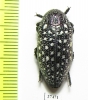 Julodis euphratica euphratica  Oman - INSECTS-STORE.RU