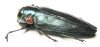 Belionota sp.  Indonesia, Sulawesi - INSECTS-STORE.RU