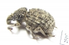 Brachyceridae sp.4  South Africa Rep. - INSECTS-STORE.RU