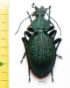 Carabus (Procerus) scabrosus antonkozlovi, male  Armenia 45mm TOPOTYPUS - INSECTS-STORE.RU