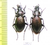 Carabus (Sphodristocarabus) armeniacus repletus, pair  Georgia - INSECTS-STORE.RU