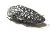 Julodis euphratica euphratica  Oman - INSECTS-STORE.RU