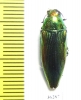 Eurythyrea eoa  Russia, Far East - INSECTS-STORE.RU