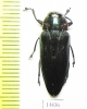Belionota sp.  Indonesia, Sulawesi - INSECTS-STORE.RU
