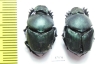 Proagoderus gibbiramus, pair  Tanzania - INSECTS-STORE.RU