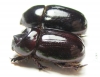 Cheiroplatys volsellus, pair  Australia - INSECTS-STORE.RU