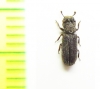 Colydodes sp.  Peru - INSECTS-STORE.RU