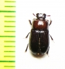 Tenebrionidae sp.  Indonesia, Sulawesi - INSECTS-STORE.RU